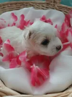 Elsa, a female Morkie for sale in Plover, WI – 5 of 9