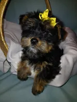 Jax, a male Shorkie for sale in Plover, WI – Photo 8 of 10