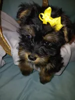 Jax, a male Shorkie for sale in Plover, WI – Photo 6 of 10