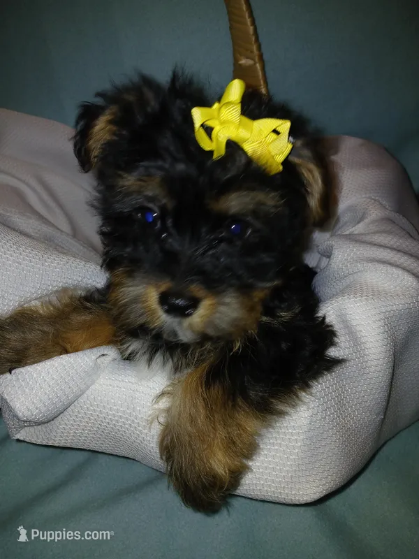 Jax – Shorkie puppy for sale in Plover, WI
