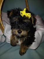 Jax, a male Shorkie for sale in Plover, WI – Photo 7 of 10