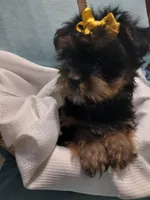 Jax, a male Shorkie for sale in Plover, WI – Photo 4 of 10