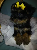 Jax, a male Shorkie for sale in Plover, WI – Photo 5 of 10