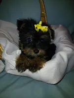 Jax, a male Shorkie for sale in Plover, WI – Photo 3 of 10