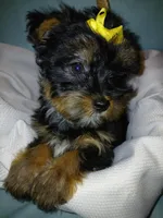 Jax, a male Shorkie for sale in Plover, WI – Photo 10 of 10