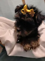 Jax, a male Shorkie for sale in Plover, WI – Photo 2 of 10