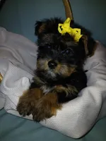 Jax, a male Shorkie for sale in Plover, WI – Photo 9 of 10