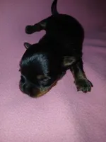 Paris, a female Shorkie for sale in Plover, WI – 8 of 8