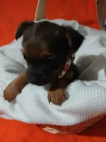 Arlo, a male Yorkshire Terrier and Shorkie for sale in Plover, WI – 10 of 10