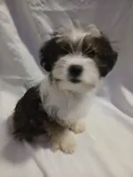 Huey, a male Shorkie for sale in Plover, WI – 8 of 10