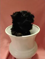Asia, a female Shorkie for sale in Plover, WI – 9 of 9