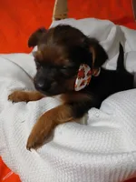 Arlo, a male Yorkshire Terrier and Shorkie for sale in Plover, WI – 9 of 10