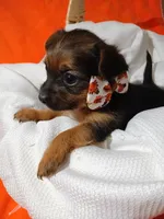 Arlo, a male Yorkshire Terrier and Shorkie for sale in Plover, WI – 2 of 10