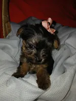 Harlow, a female Yorkshire Terrier and Shorkie for sale in Plover, WI – 3 of 10