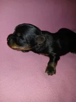 Paris, a female Shorkie for sale in Plover, WI – 5 of 8