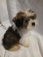 Dewey, a male Shorkie for sale in Plover, WI – 5 of 10