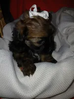 Dolly, a female Shorkie for sale in Plover, WI – 6 of 10