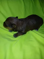 Rio, a male Shorkie for sale in Plover, WI – 8 of 8