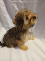Chewy, a male Shorkie for sale in Plover, WI – 1 of 6