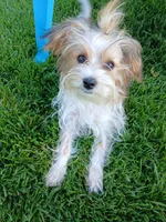 Pax, a male Shorkie for sale in Plover, WI – 4 of 10