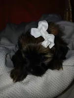 Dolly, a female Shorkie for sale in Plover, WI – 3 of 10