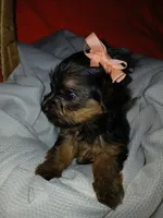 Harlow, a female Yorkshire Terrier and Shorkie for sale in Plover, WI – 7 of 10
