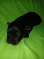 London, a male Shorkie for sale in Plover, WI – 3 of 4