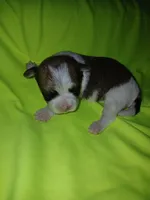 Brooklyn, a male Shorkie for sale in Plover, WI – 2 of 8