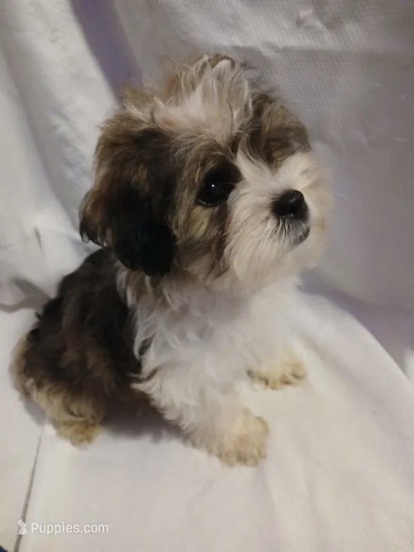 Dewey – Shorkie puppy for sale in Plover, WI