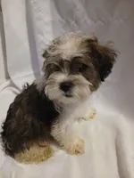 Dewey, a male Shorkie for sale in Plover, WI – 10 of 10