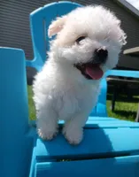 Elsa, a female Morkie for sale in Plover, WI – 9 of 10