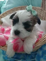 Anna, a female Morkie for sale in Plover, WI – 10 of 10