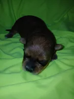Rio, a male Shorkie for sale in Plover, WI – 4 of 8