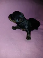 Paris, a female Shorkie for sale in Plover, WI – 7 of 8