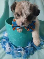 Brooklyn, a male Shorkie for sale in Plover, WI – 10 of 10