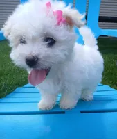 Elsa, a female Morkie for sale in Plover, WI – 5 of 10