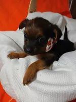 Arlo, a male Yorkshire Terrier and Shorkie for sale in Plover, WI – 3 of 10