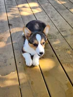 Daisy - Blue Collar Female, a female Pembroke Welsh Corgi for sale in Martinsville, VA – 3 of 9