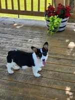 Jade - White Collar Female, a female Pembroke Welsh Corgi for sale in Martinsville, VA – 3 of 10