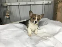 Female Yellow Collar- Sadie, a female Pembroke Welsh Corgi for sale in Martinsville, VA – Photo 10 of 10