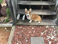 Female Yellow Collar- Sadie, a female Pembroke Welsh Corgi for sale in Martinsville, VA – Photo 1 of 10