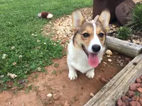 Female Yellow Collar- Sadie, a female Pembroke Welsh Corgi for sale in Martinsville, VA – Photo 2 of 10