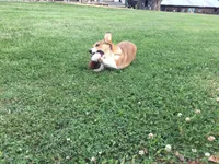 Female Yellow Collar- Sadie, a female Pembroke Welsh Corgi for sale in Martinsville, VA – Photo 7 of 10