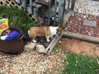 Female Yellow Collar- Sadie, a female Pembroke Welsh Corgi for sale in Martinsville, VA – Photo 6 of 10