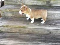 Female Yellow Collar- Sadie, a female Pembroke Welsh Corgi for sale in Martinsville, VA – Photo 5 of 10