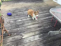 Female Yellow Collar- Sadie, a female Pembroke Welsh Corgi for sale in Martinsville, VA – Photo 8 of 10