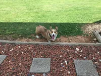 Female Yellow Collar- Sadie, a female Pembroke Welsh Corgi for sale in Martinsville, VA – Photo 3 of 10