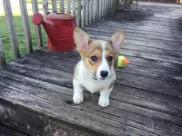 Female Yellow Collar- Sadie, a female Pembroke Welsh Corgi for sale in Martinsville, VA – Photo 4 of 10