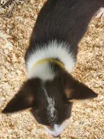 Yellow Collar Female, a female Pembroke Welsh Corgi for sale in Martinsville, VA – Photo 6 of 9