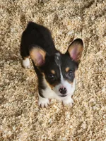 Yellow Collar Female, a female Pembroke Welsh Corgi for sale in Martinsville, VA – Photo 4 of 9